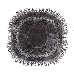 Células vegetais, 2019 (gravura de ponto seco)