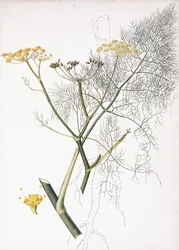 Um estudo botânico, 1822-1845