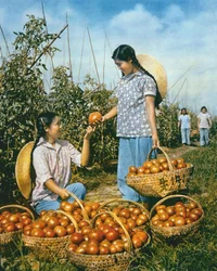 Produção de alimentos chineses: tomates maduros