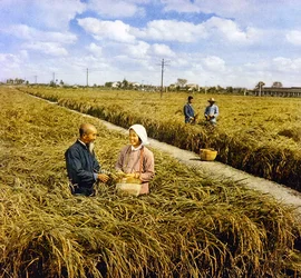 Alegria de uma colheita de pára-choques, China comunista