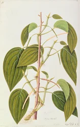 Folha do bétel, de cinquenta e cinco desenhos de plantas medicinais de Malaca, volume 1, c.1805-18 (wc no papel)