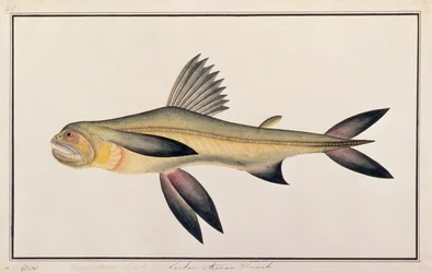 Pato de Bombaim, de Desenhos de Peixes de Malaca, c.1805-18 (wc no papel)