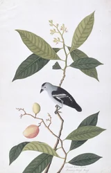 Booah Nawa Hawa, de Desenhos de Pássaros de Malaca, c.1805-18 (wc no papel)
