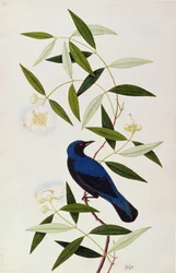 Boorah Farleeh, de Desenhos de Pássaros de Malaca, c.1805-18 (wc no papel)