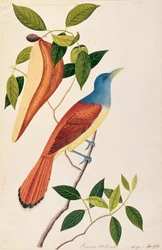Boorong Seli-ah, de Desenhos de Pássaros de Malaca, c.1805-18 (wc no papel)