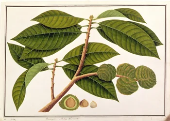 Brangam ou Malay Chestnut, de desenhos de plantas de Malaca, c.1805-18 (wc no papel)