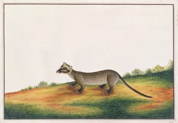 Civeta de Palmeira Comum, de Desenhos de Animais, Insetos e Répteis de Malaca, c.1805-18 (guache e wc sobre papel)