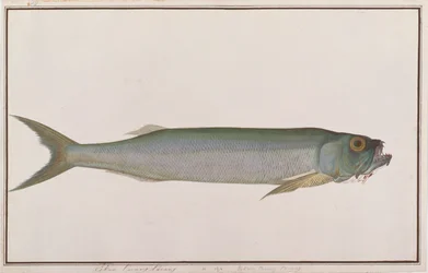 Dorab lobo-arenque, de desenhos de peixes de Malaca, c.1805-18 (wc no papel)