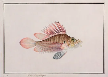 Eekan Linqah Singah, de Desenhos de Peixes de Malaca, c.1805-18 (wc no papel)