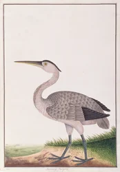 Garça-real cinzenta, dos desenhos dos pássaros de Malacca, c.1805-18 (wc no papel)