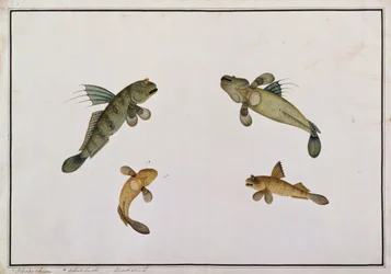 Peixe de Lama, Bloodo chiena, Bloodo La-ore, de Desenhos de Peixes de Malaca, c.1805-18 (wc no papel)