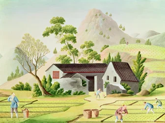 Camponeses nos campos de arroz