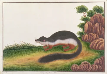 Prevosts Squirrel, de Desenhos de Animais, Insetos e Répteis de Malaca, c.1805-18 (guache e wc sobre papel)