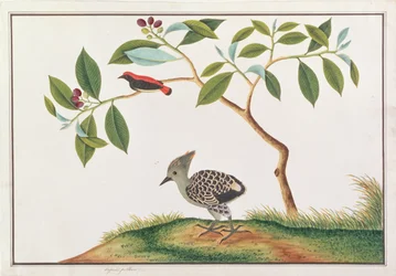 Pica-pau-de-asa-vermelha com pica-pau-de-cinza-e-amarelo, de Desenhos de Pássaros de Malaca, c.1805-18 (wc on paper)