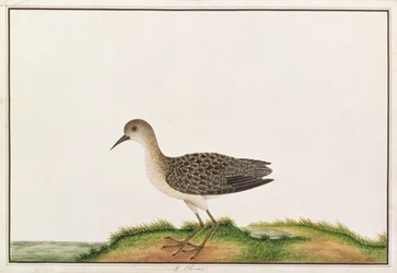 Maçarico de madeira, de Desenhos de Pássaros de Malaca, c.1805-18 (wc no papel)