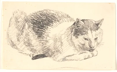 gato deitado
