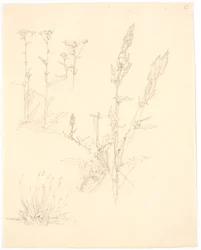 Estudos de plantas