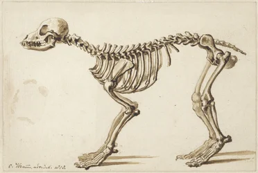 Esqueleto de um cão do lado