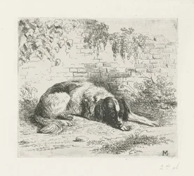 Cão deitado em frente a uma parede