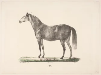 O cavalo D.