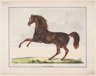 O cavalo Bem criado