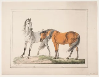 Os cavalos E & G