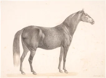 Cavalo preto
