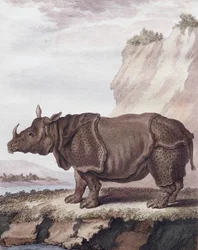 Rinoceronte (gravura)