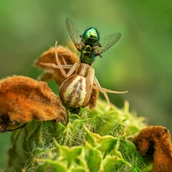 A presa da aranha-caranguejo