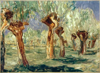 Salgueiros na primavera