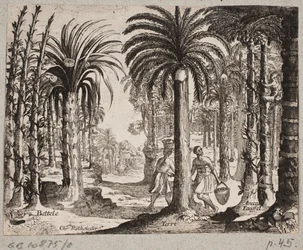 Palmelund com betelpalmer