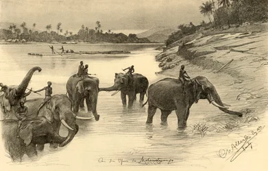 Elefantes nas margens do rio Mahaweli, Ceilão, 1898.