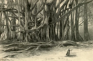 Árvores gigantes em Buitenzorg, Java, 1898.