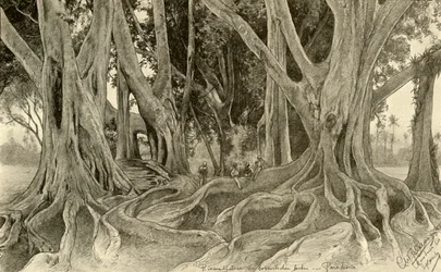 Árvores gigantes nos jardins botânicos, Peradeniya, Kandy, Ceilão, 1898.