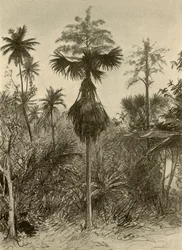 Floresta.