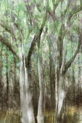 Resumo: Serenidade da Floresta