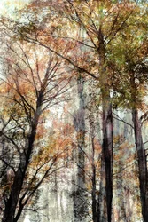Luz da Floresta no Outono