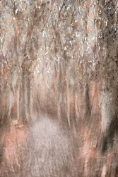 Caminho pela Floresta no Outono
