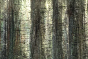 Luz difusa na floresta