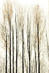 Linhas difusas da floresta