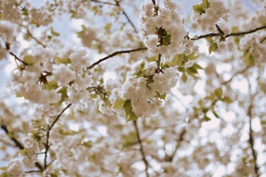 Delicadas flores da primavera