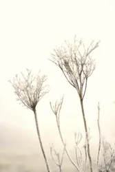 Geada delicada de inverno
