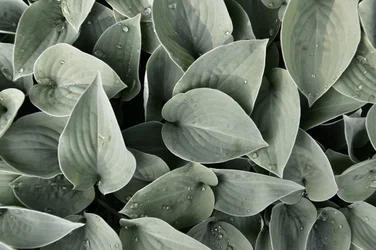 Folhas de hosta cobertas de orvalho