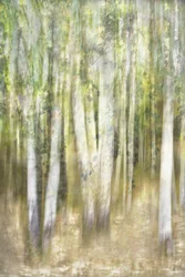 Floresta de Aspen de Sonho