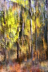 Floresta de outono encantadora