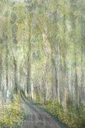Caminho encantado na floresta