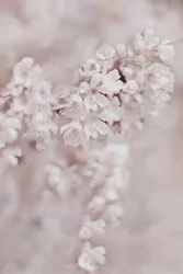 Flores cor-de-rosa de sonho