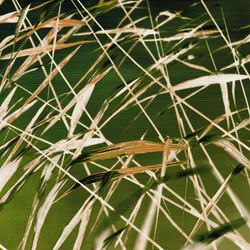 A beleza dinâmica da natureza