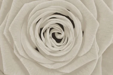 Rosa Branca Elegante