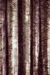 Luz da Floresta Etérea